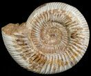 Perisphinctes Ammonite - Jurassic #6864-2